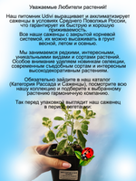 Мята ананасная Пинедо пестролистная Pinedo вариегатная