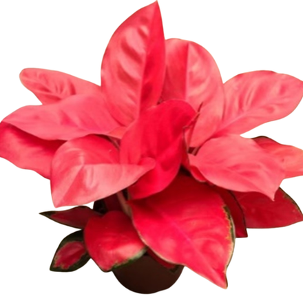 Аглаонема Ред Корал