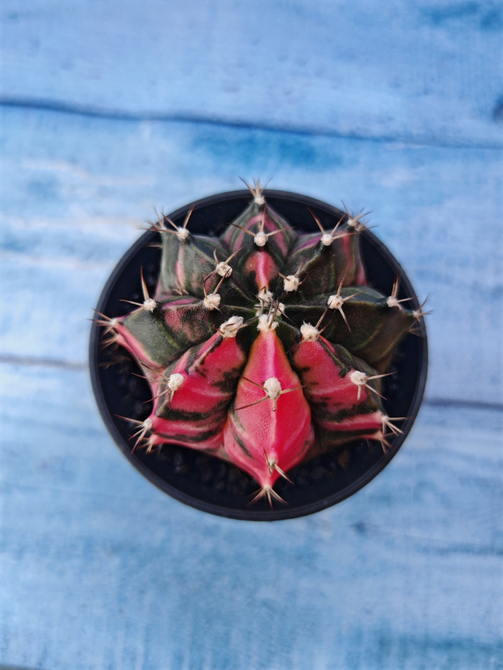 Gymnocalycium Variegata (Гимнокалициум Вариегатный)