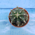 Gymnocalycium Friedrichii (Гимнокалициум)