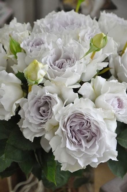 Габриэль (Gabriel)