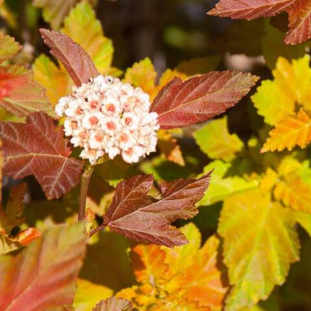 Пузыреплодник "Amber Jubilee"
