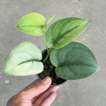 Сциндапсус PICTUS EXOTICA VAR MINT