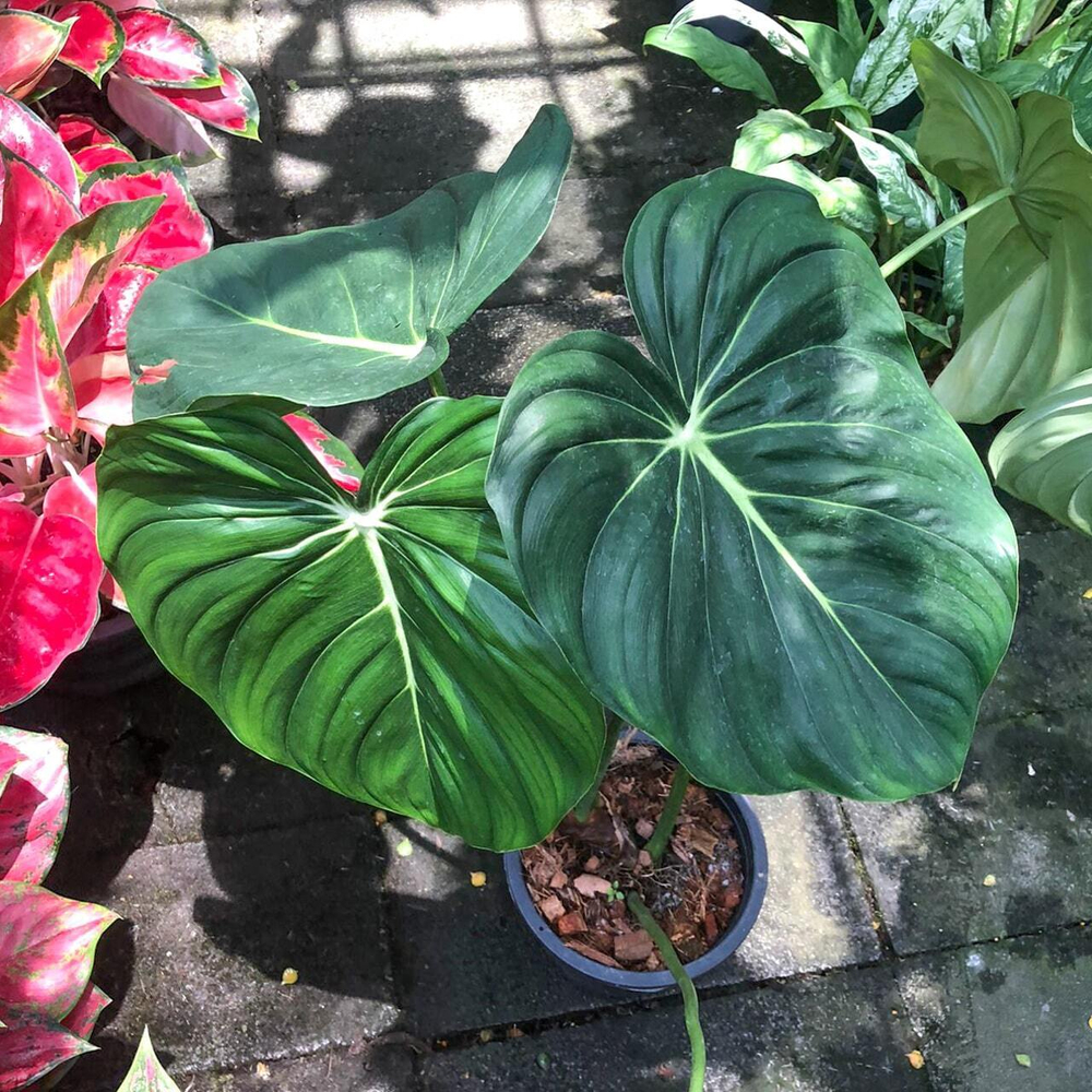 Филодендрон MACDOWELL