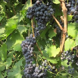 Мускат Чёрный (Muscat Black) - черный сорт винограда