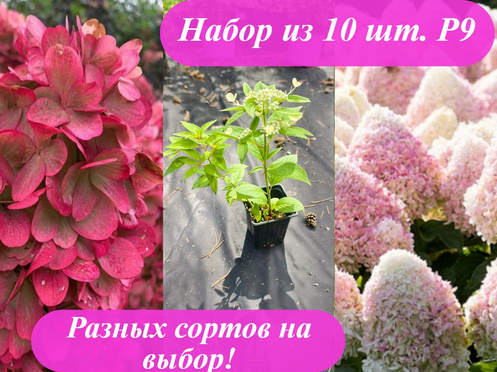 Набор 10 штук Р9
