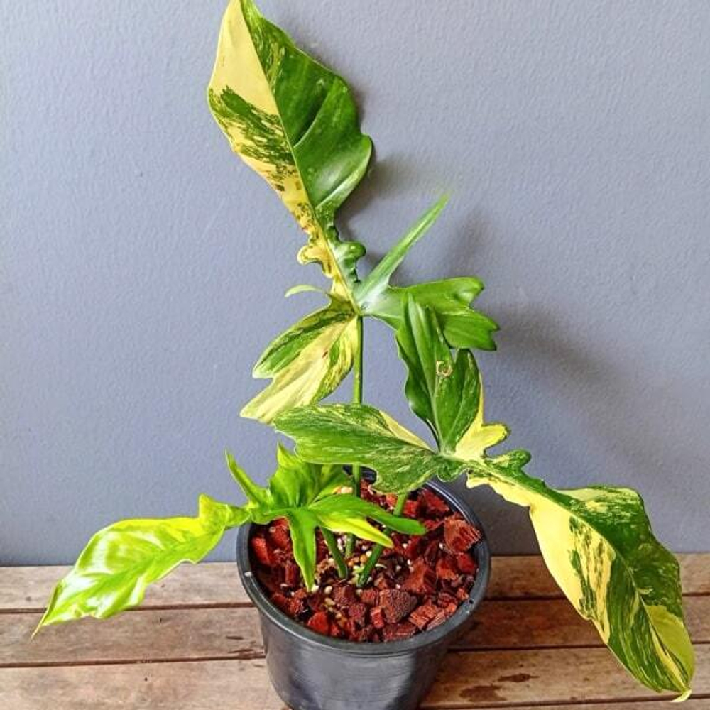 Филодендрон FLORIDA x MAYOI