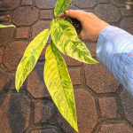 Рафидофора FORAMINIFERA MARBLE VAR