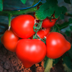 Эрон F1 семена томата индетерминантного (Enza Zaden / Энза Заден)