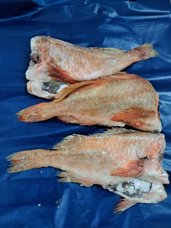 Окунь морской (золотистый) 500+,штучный, косой срез