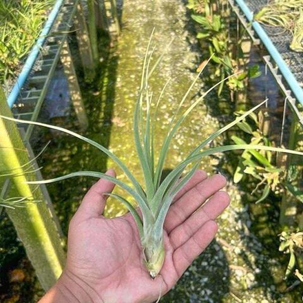 Тилландсия Spring Frost (schiedeana x caput-medusae)