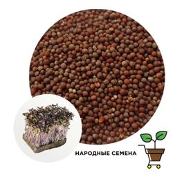 Горчица красная семена