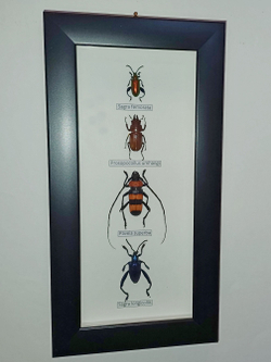 Жуки Усачи в рамке