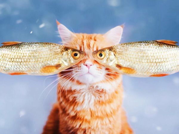Можно ли кормить кошку рыбой? Можно ли кормить кошку рыбой?