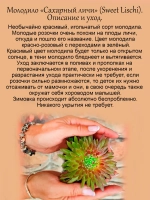 Молодило Сахарный личи Свит личи