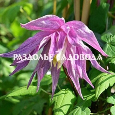 Клематис ботанический (княжик) Парпл Дрим