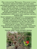 Ива Матсудана извилистая