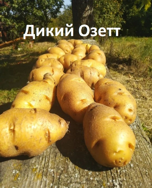 Картофель семенной дикий Озетт, Ozette potato wild, комплект из 10 клубней