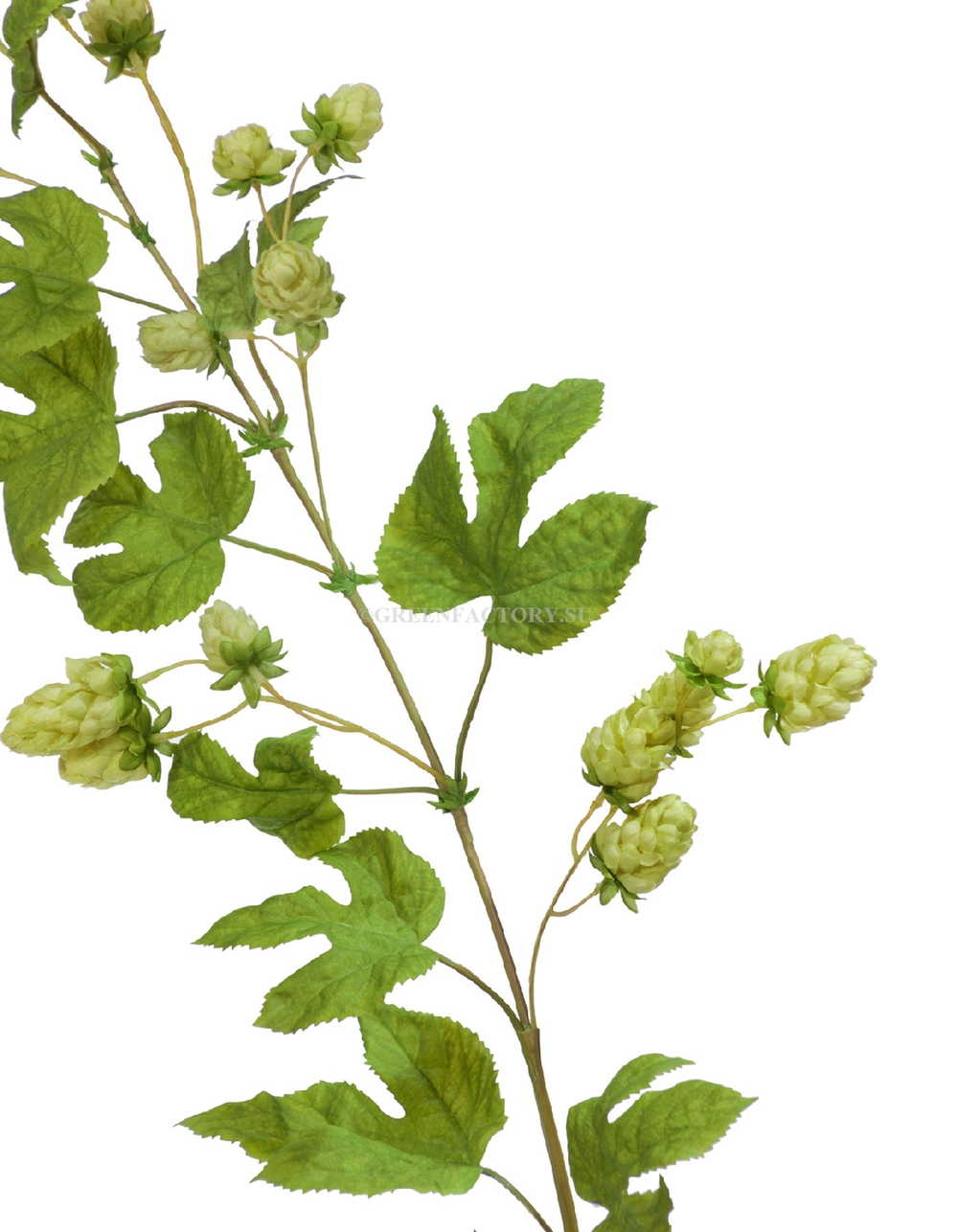 Хмель ветка светло-зелёная
