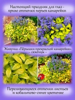 Живучка Пёрышки прекрасной канарейки