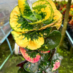 Кротон FAIRY DRAGON – MANGKORN KHOTCHASI