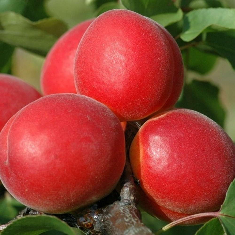 Абрикос Биг -Ред