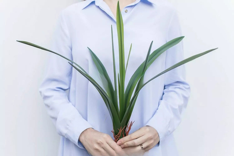 Куст средний с 10 сил.листьями