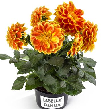 1779 ГЕОРГИН LABELLA MEDIO FUN FLAME