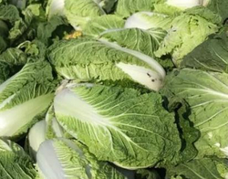 Капуста пекинская Билко F1 (Bejo | Alexagro) 10 шт.