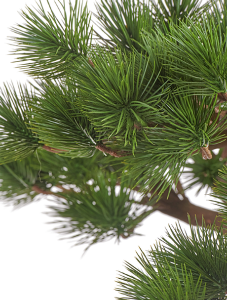 Бонсай Сосна Японская белая Негиши 90 см в керамическом кашпо