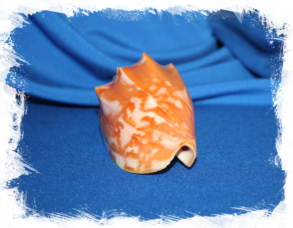 Раковина Цимбиола аулика, Cymbiola aulica, Voluta aulica