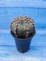 Gymnocalycium T-Rex Pink hybride (Гимнокалициум T-rex)