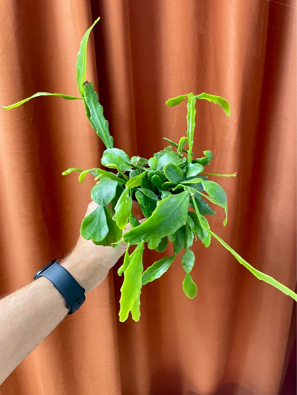 Рипсалис Криспата, D9см Н20см, 1шт, Urban Jungle