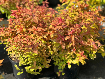 Спирея японская «Карамель»