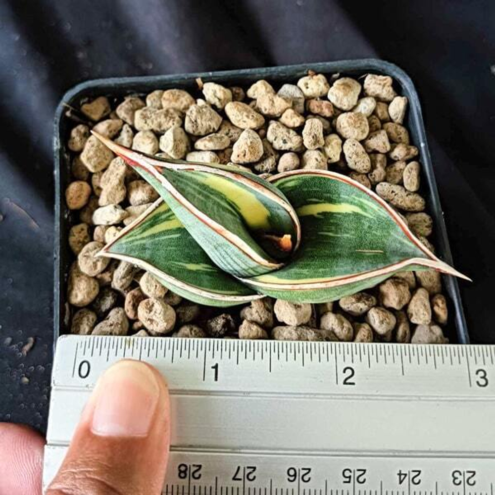 Сансевиерия RORIDA BLACK VAR