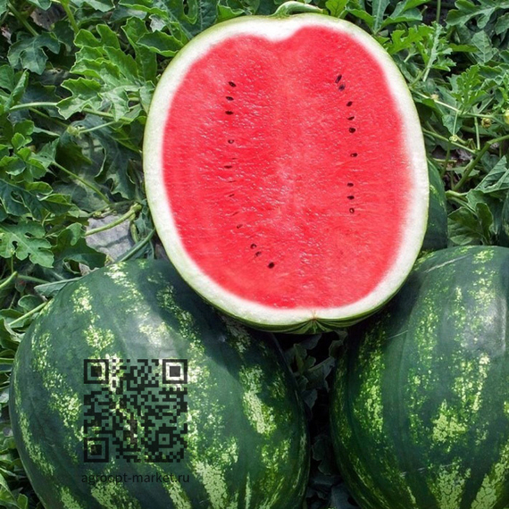 Миракл_F1_семена_арбуза_Hazera_купить – фото 1