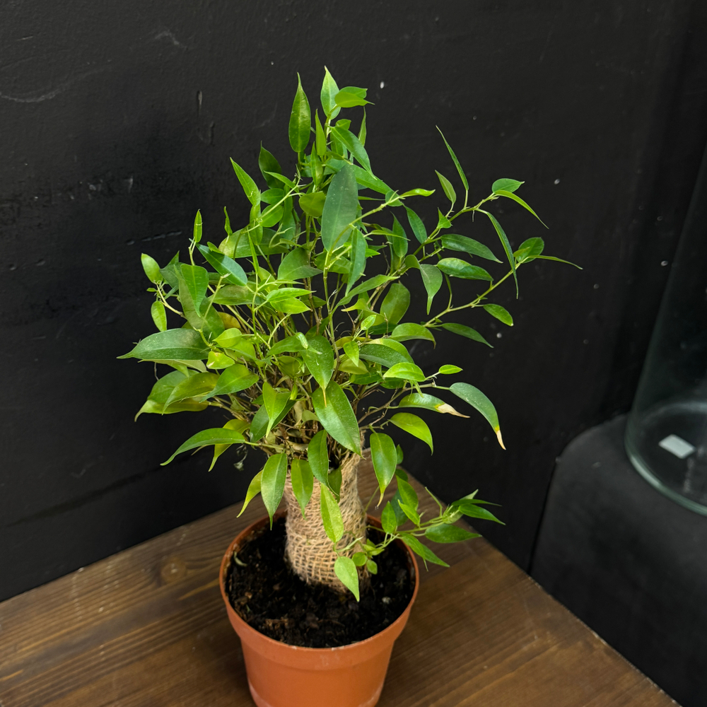 Фикус Бенджамина