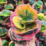 Кротон ROSE – GULAP