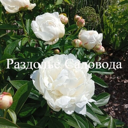 Пион травянистый Эльза Сасс