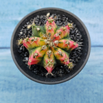 Gymnocalycium Variegata (Гимнокалициум Вариегатный)