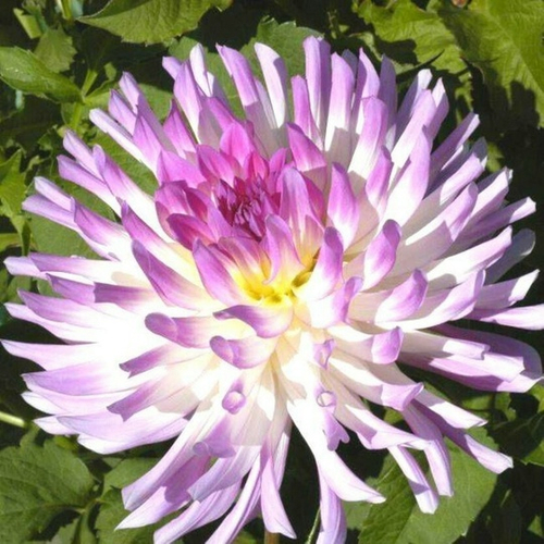 Георгин Bold Accent патио карликовые