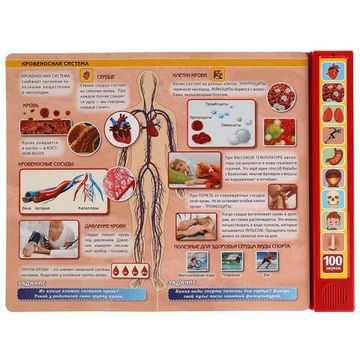 Моё тело. 100 звуков. (10 зв.кнопок, 100 звуков) 233х302мм 10 стр Умка