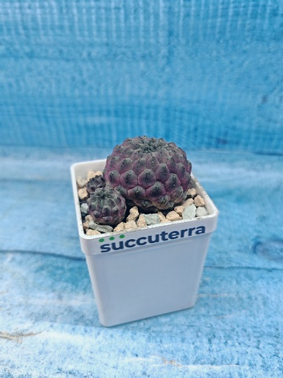 Sulcorebutia rauschii (Сулькоребуция)