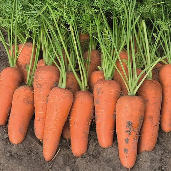 КАНТОН F1 семена моркови Bejo характеристика – фото 4