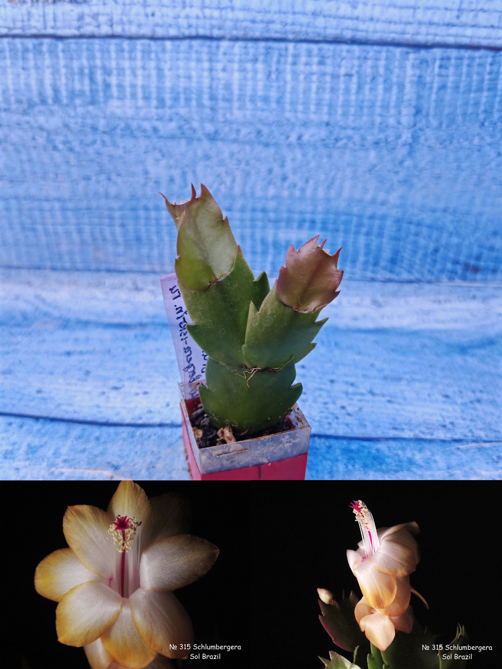 Schlumbergera cv. Sol Brazil (Шлюмбергера)