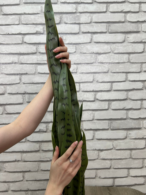 Растение искусственное Сансевиерия Зейланика 161-004 90см