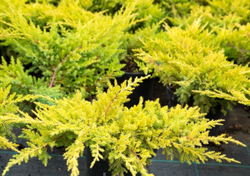 Можжевельник средний Мордиган Голд С4 35-45