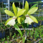 Орхидея ринхобрассолея RBY. SUWAN GREEN