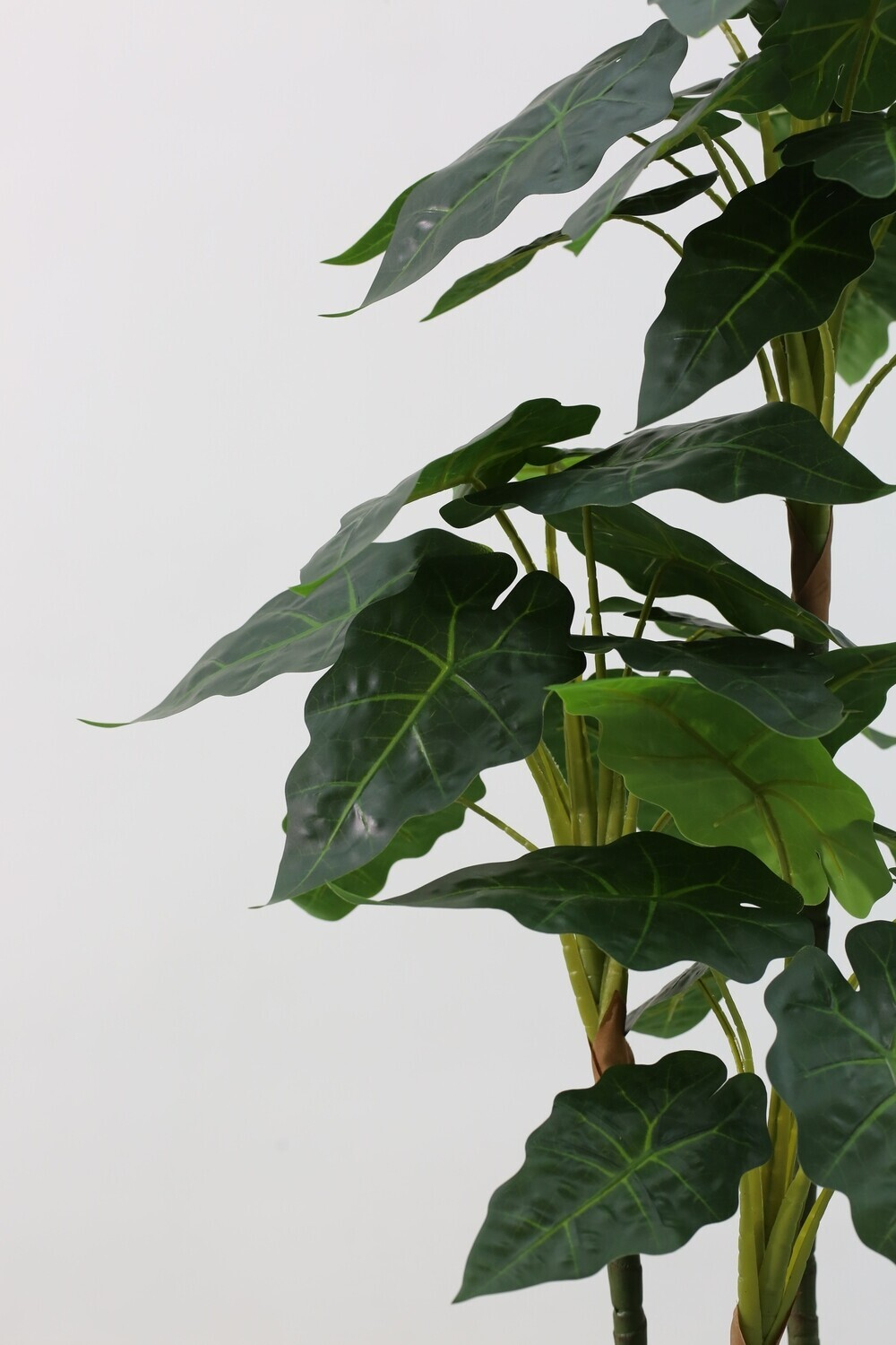 Алоказия 100 см.