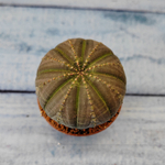 Euphoria Obesa (Эуфорбия)